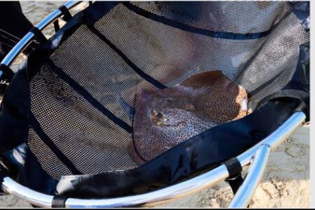 ATLANTIS DUBAI ADVANCES MARINE CONSERVATION WITH SHARK AND STINGRAY RELEASE AND BEACH CLEANUP